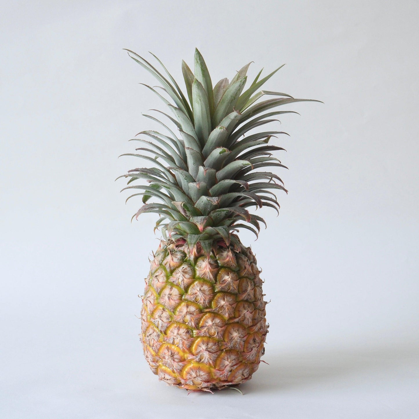 taiwan-pineapple02