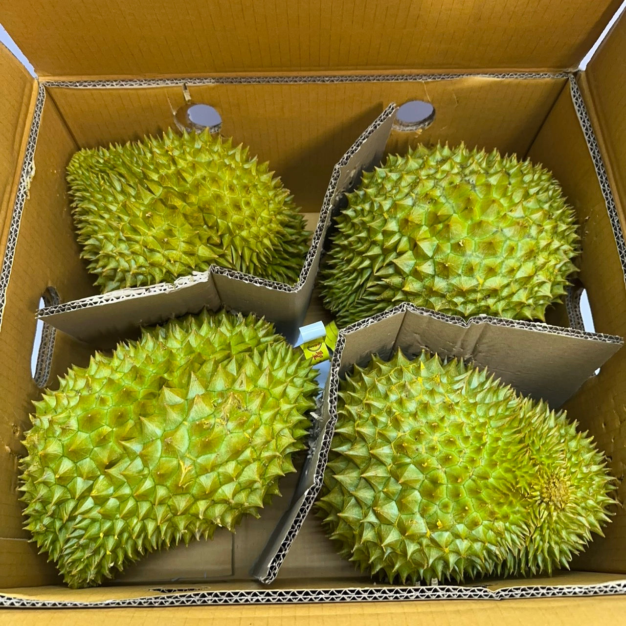 越南金枕頭榴槤A級