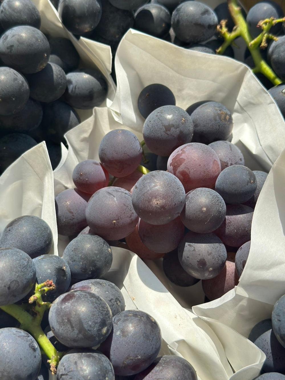 taiwan-grape02